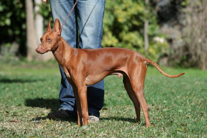Cirneco Photo